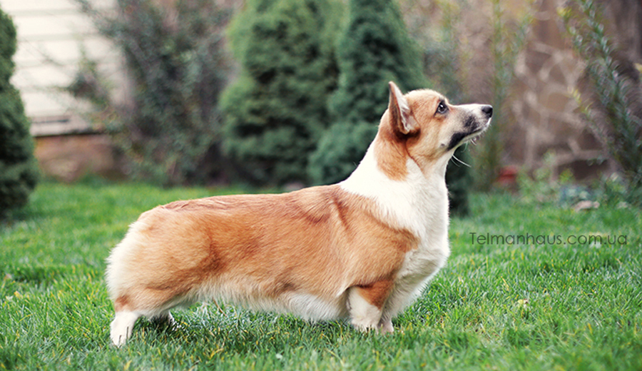 Sally Sun Light Telman Haus puppy welsh corgi pembroke