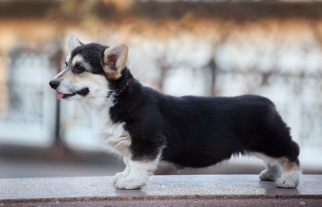 Щенок вельш корги пемброк puppy welsh corgi pembroke