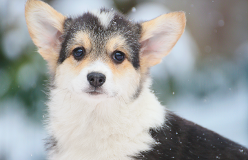 Щенок вельш корги пемброк welsh corgi pembroke