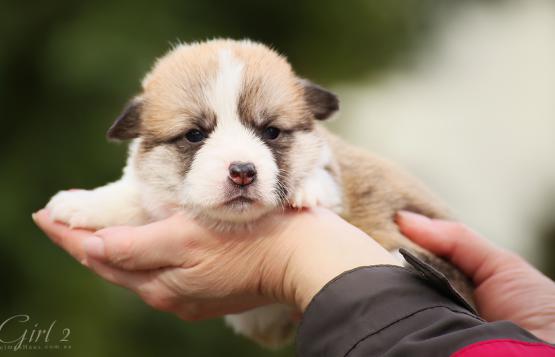 Продажа щенок вельш корги пемброк