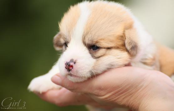 Продается щенок вельш корги пемброк puppy welsh corgi pembroke
