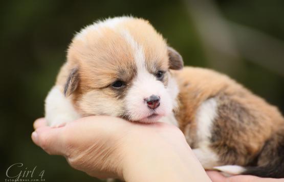 Продается щенок вельш корги пемброк puppy welsh corgi pembroke
