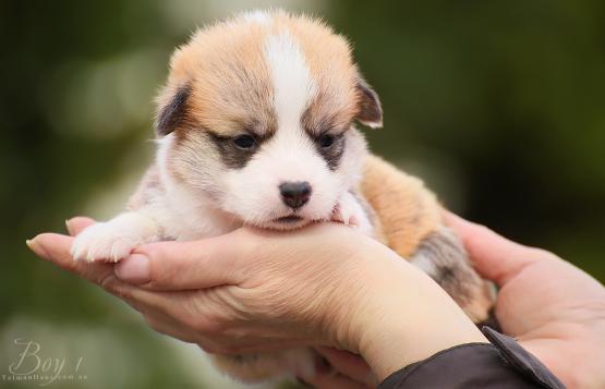 Продается щенок вельш корги пемброк puppy welsh corgi pembroke