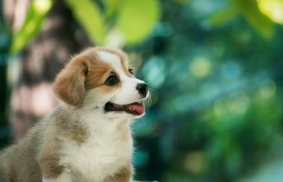 Продается щенок вельш корги пемброк puppy welsh corgi pembroke