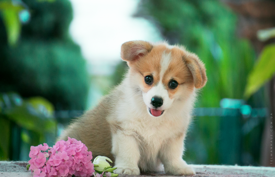 Продается щенок вельш корги пемброк puppy welsh corgi pembroke