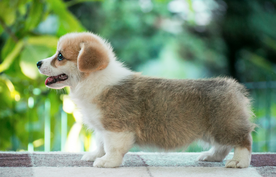 Продается щенок вельш корги пемброк puppy welsh corgi pembroke