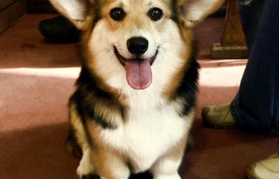 corgi Laif Spring Rodzher