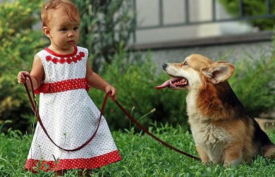 corgi