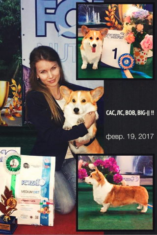 Выставка собак г. Армавир 19.02.2017. Вельш корги пемброк