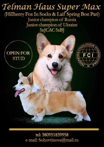 вельш корги пемброк
