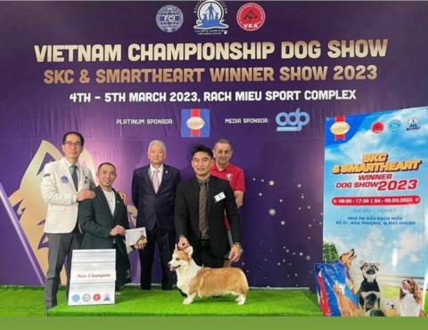 Dog Show welsh corgi pembroke выставка собак вельш корги пемброк