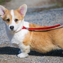 щенок вельш корги пемброк corgi