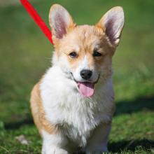щенок вельш корги пемброк corgi