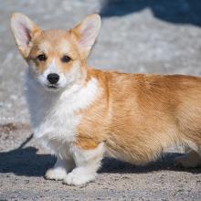щенок вельш корги пемброк corgi