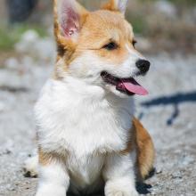 щенок вельш корги пемброк corgi