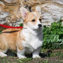 щенок вельш корги пемброк corgi