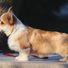 щенок вельш корги пемброк corgi