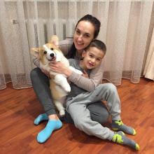 corgi