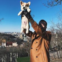 щенок вельш корги пемброк