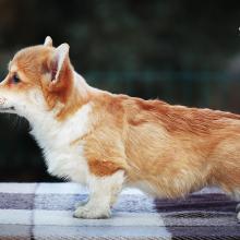 щенок вельш корги пемброк
