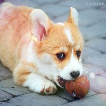 щенок вельш корги пемброк corgi