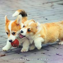 щенок вельш корги пемброк corgi