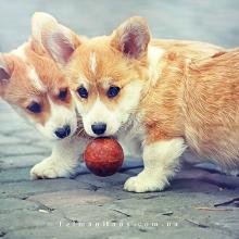 щенок вельш корги пемброк corgi