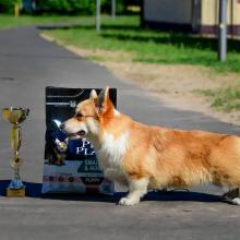 вельш корги пемброк corgi выстаска собак беларусь