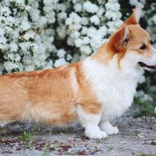 щенок вельш корги пемброк corgi
