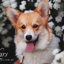щенок вельш корги пемброк corgi