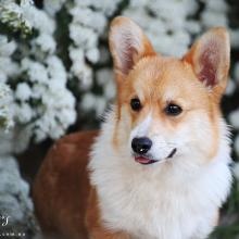 щенок вельш корги пемброк corgi