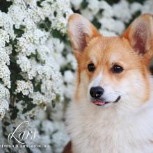 щенок вельш корги пемброк corgi