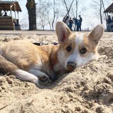 щенок вельш корги пемброк