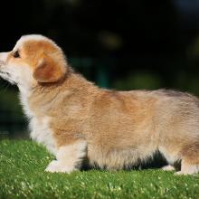 щенок вельш корги пемброк