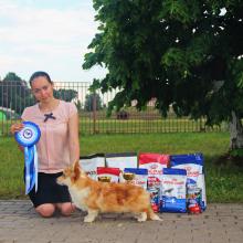 вельш корги пемброк corgi выстаска собак беларусь