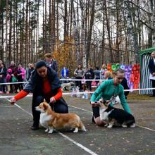 вельш корги пемброк corgi выстаска собак беларусь