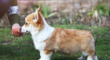 щенок вельш корги пемброк