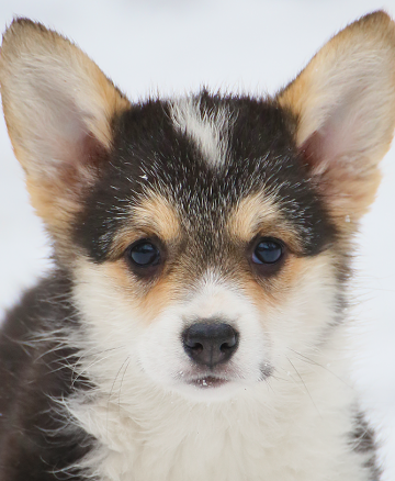 Щенок вельш корги пемброк pembroke welsh corgi