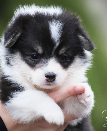Щенок вельш корги пемброк welsh corgi pembroke