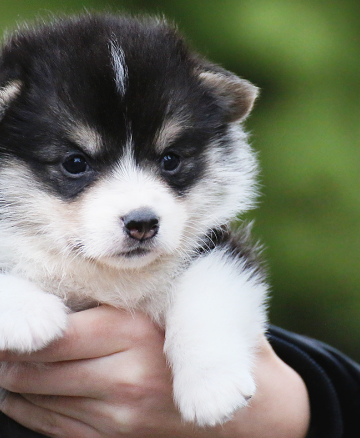 Щенок вельш корги пемброк welsh corgi pembroke