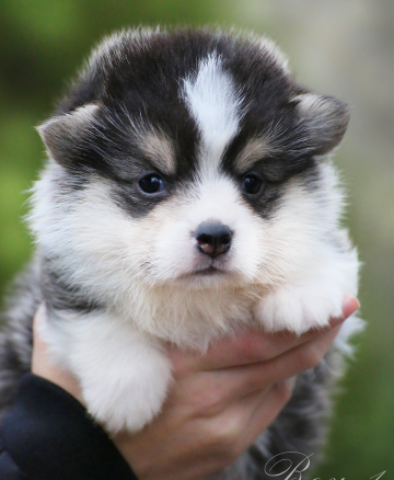 Щенок вельш корги пемброк welsh corgi pembroke