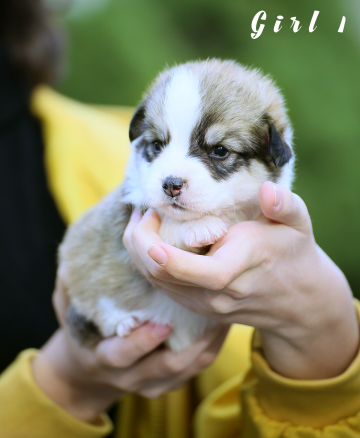 Щенок вельш корги пемброк welsh corgi pembroke