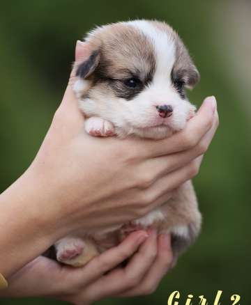 Щенок вельш корги пемброк welsh corgi pembroke