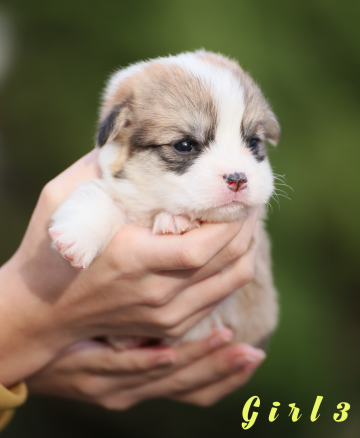 Щенок вельш корги пемброк welsh corgi pembroke