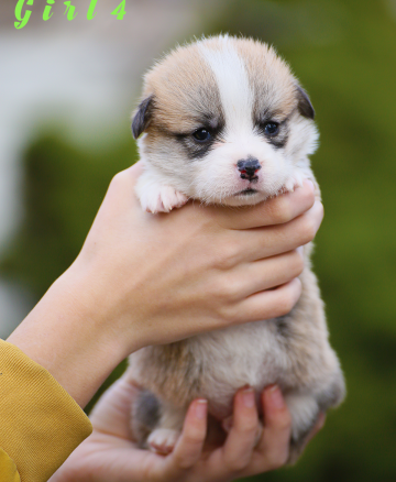Щенок вельш корги пемброк welsh corgi pembroke