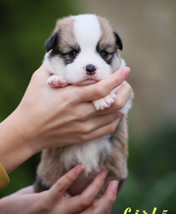 Щенок вельш корги пемброк welsh corgi pembroke