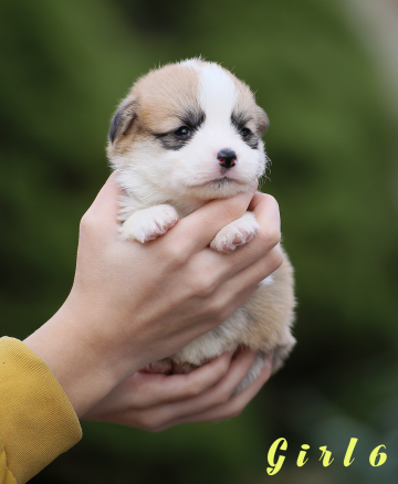 Щенок вельш корги пемброк welsh corgi pembroke