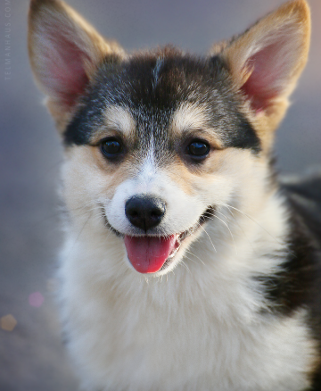 Щенок вельш корги пемброк pembroke welsh corgi