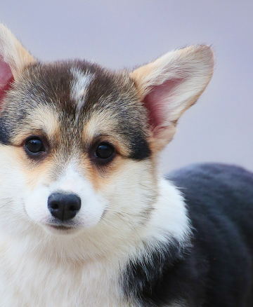 Щенок вельш корги пемброк pembroke welsh corgi
