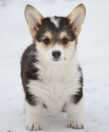 Щенок вельш корги пемброк pembroke welsh corgi